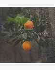 Spice Conditioner: La-Eva x Petersham Nurseries