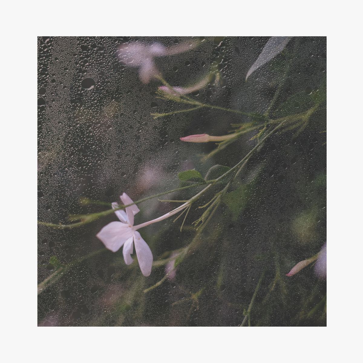 Image of jasmin flower from Luxury lifestyle amenities La-Eva x Petersham Nurseries collaboration x Jasmina universal oil limited edition collection